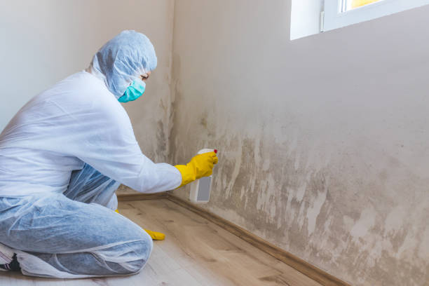 Licensed Mold Remediation service in McLean, TX - Mold Remediation HQ