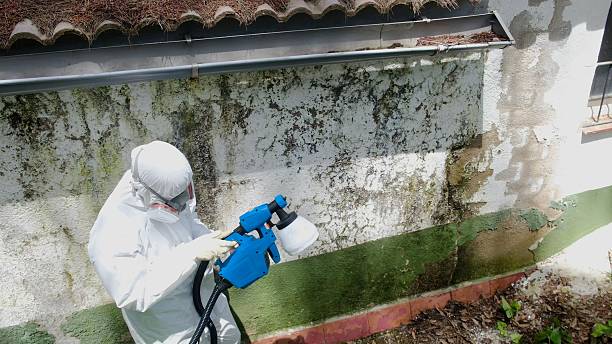 Top rated local Mold Remediation specialists in McLean, TX
